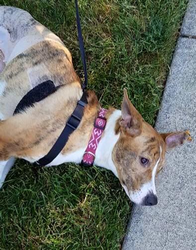 village vet of lewiston|Iba pa.